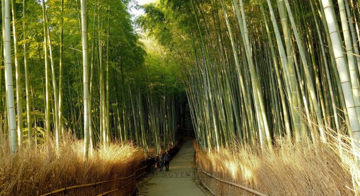 Exploring the Arashiyama Bamboo Forest